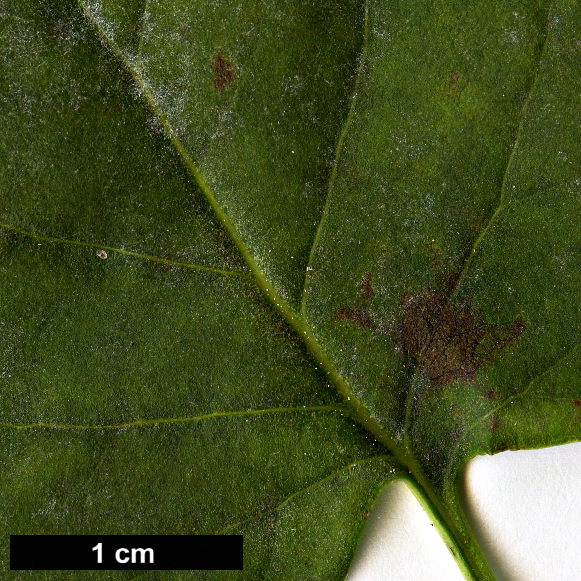 High resolution image: Family: Oleaceae - Genus: Syringa - Taxon: ×hyacinthifolia (S. oblata × S. vulgaris)